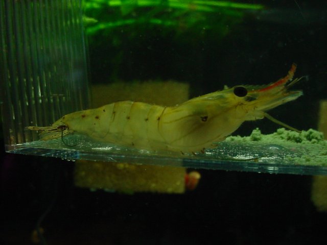 Sick shrimp 10 15 004.JPG