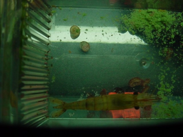 Sick shrimp 10 15 005.JPG
