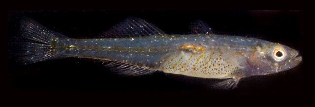 fishpic.jpg