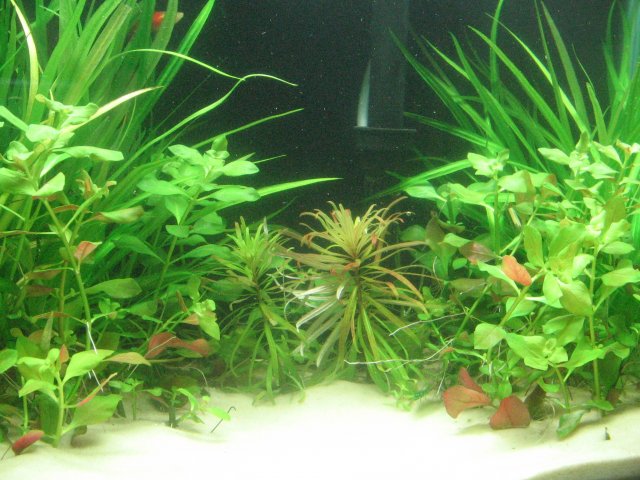 IMG_0001.JPG