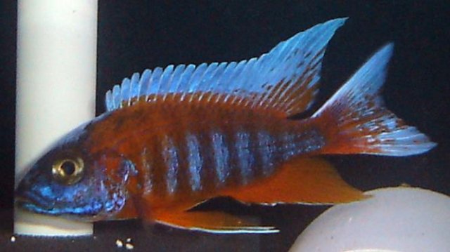 Aulonocara_Eureka_Red.jpg