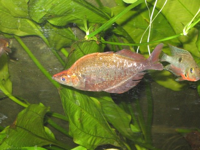 pets0002.JPG