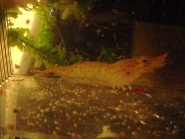 Shrimp 10 07 pic adjust1.JPG