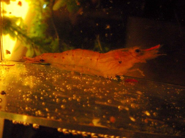 Shrimp 10 17 pic adjust 2.JPG