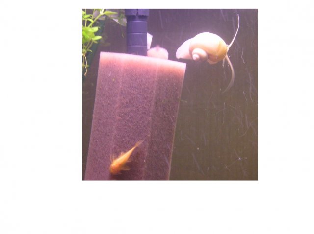 Ivory&pleco.JPG