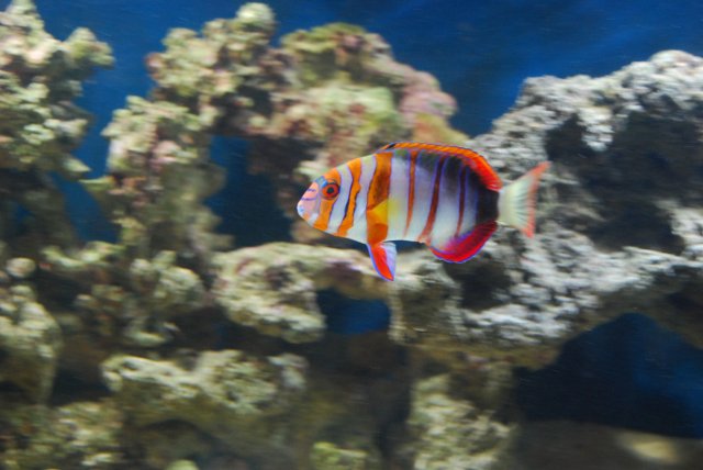 DSC_0061.JPG