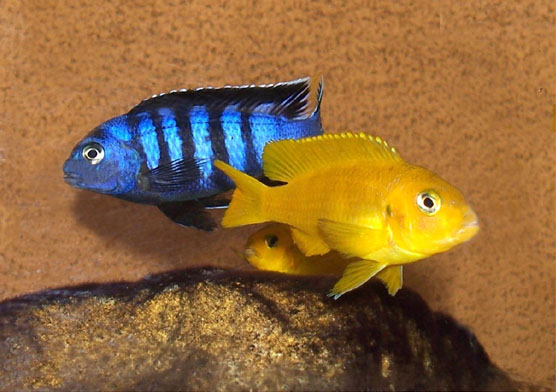 Pseudotropheus_saulosi.jpg