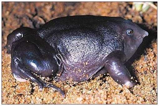 One-of-The-Rarest-Frogs-in-The-World-1.jpg One-of-The-Rarest-Frogs-in-The-World-1.jpg