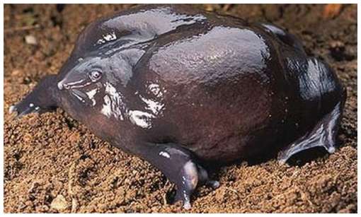 One-of-The-Rarest-Frogs-in-The-World-2.jpg One-of-The-Rarest-Frogs-in-The-World-2.jpg