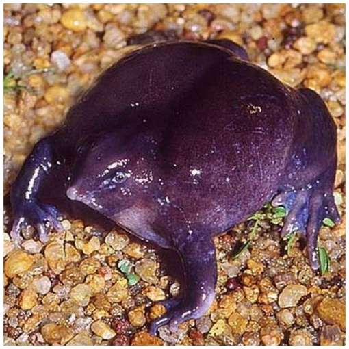 One-of-The-Rarest-Frogs-in-The-World-3.jpg One-of-The-Rarest-Frogs-in-The-World-3.jpg