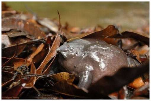 One-of-The-Rarest-Frogs-in-The-World-4.jpg One-of-The-Rarest-Frogs-in-The-World-4.jpg