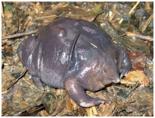 One-of-The-Rarest-Frogs-in-The-World-5.jpg One-of-The-Rarest-Frogs-in-The-World-5.jpg