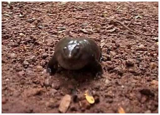 One-of-The-Rarest-Frogs-in-The-World-7.jpg One-of-The-Rarest-Frogs-in-The-World-7.jpg
