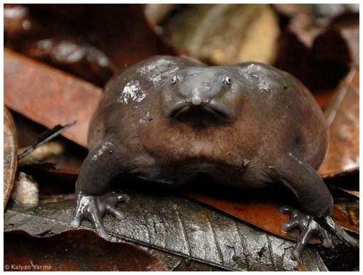 One-of-The-Rarest-Frogs-in-The-World-8.jpg One-of-The-Rarest-Frogs-in-The-World-8.jpg