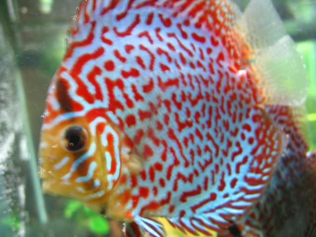 new tank 448.jpg