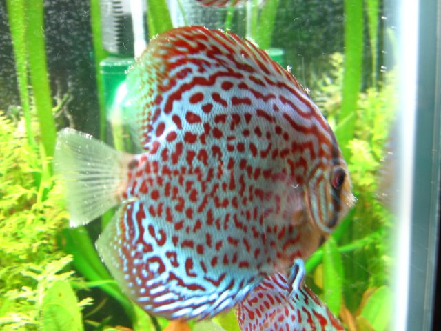 new tank 483.jpg