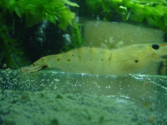 shrimp 10 20 004.JPG