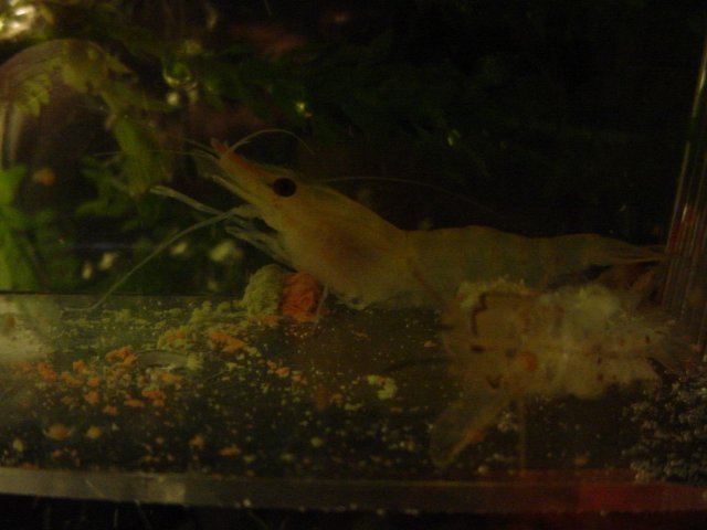 Shrimp 10 21 A 001.JPG