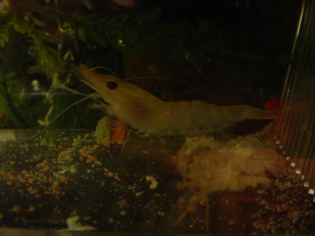 Shrimp 10 21 A 002.JPG