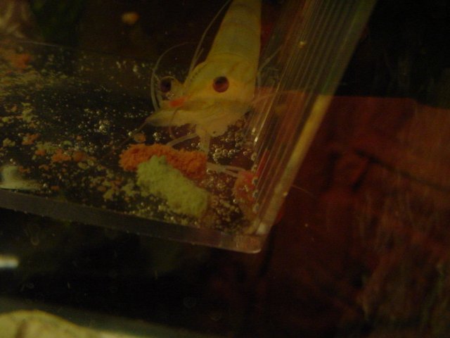 Shrimp 10 21 A 003.JPG