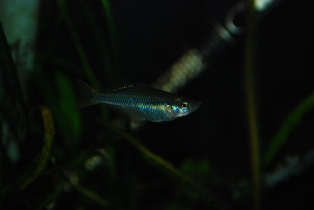 new apisto and updates 1021 035.jpg