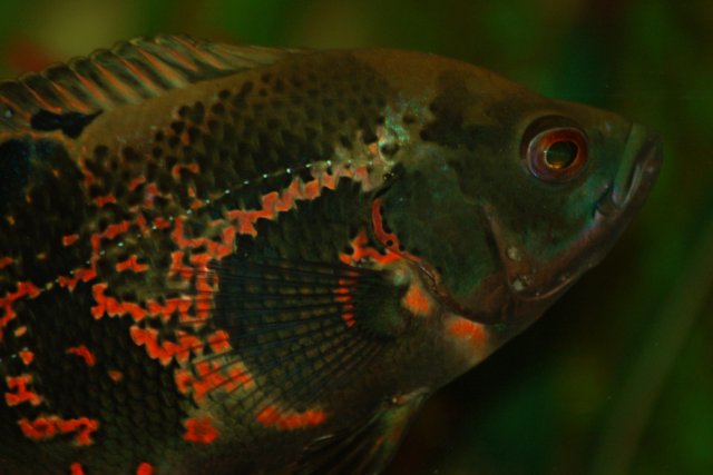 DSC_0585.JPG