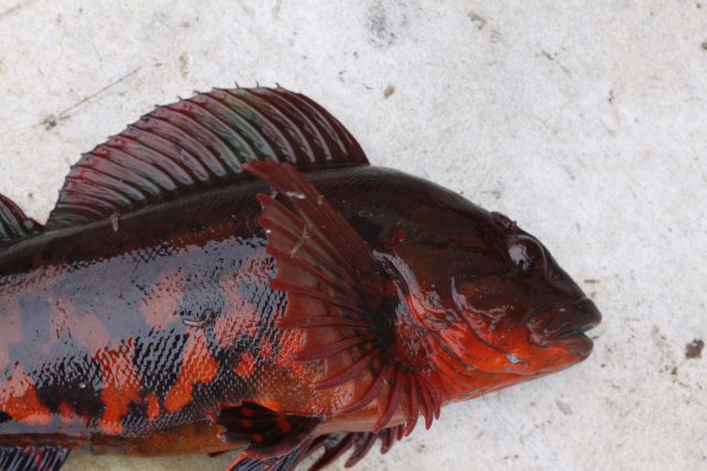 Blue Meat Fish.jpg