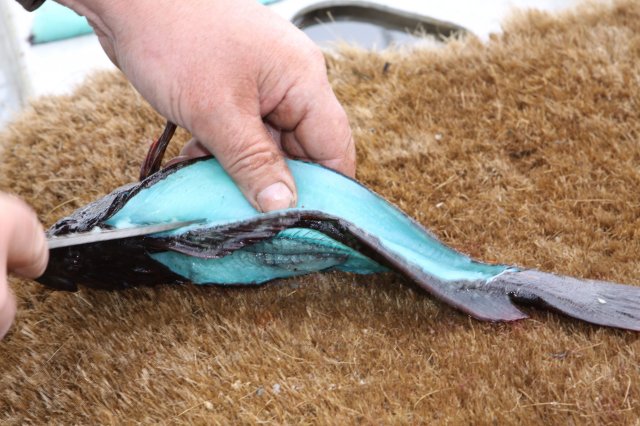 Blue Meat Fish 2.jpg