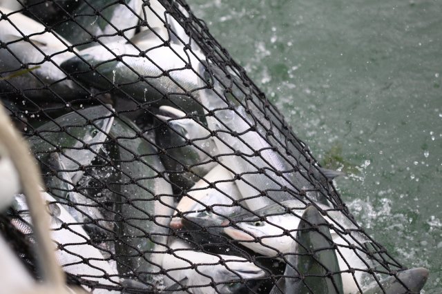 Net is full.jpg