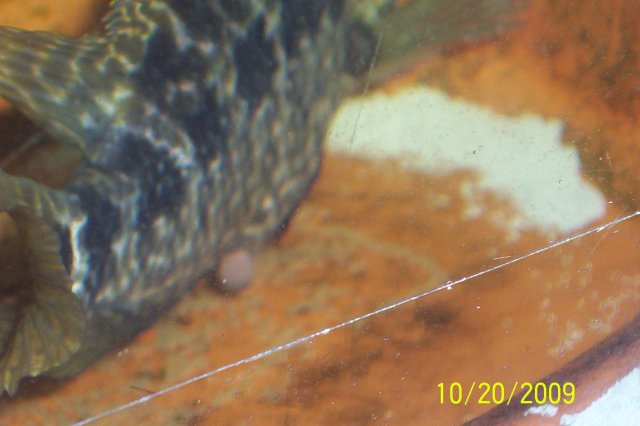 COACH ROB 012.jpg COACH ROB 012.jpg