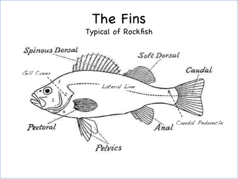 fins.png