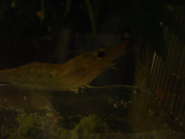 Shrimp shots 10 23 001.JPG