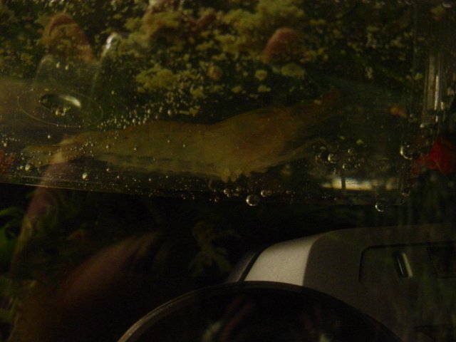 Shrimp shots 10 23 002.JPG