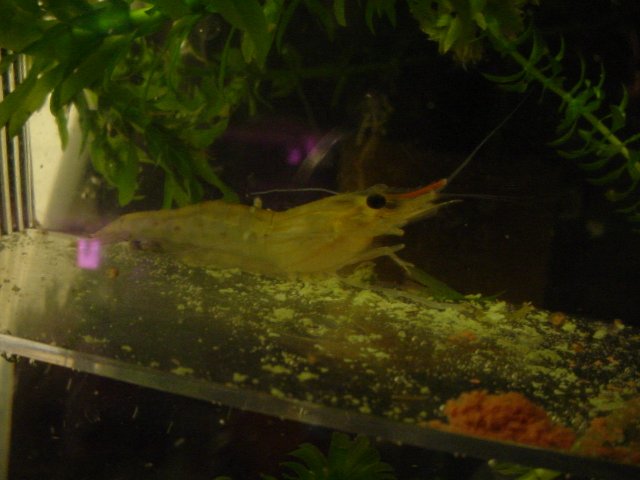 Shrimp shots 10 23 003.JPG