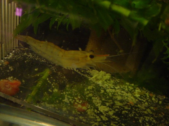 Shrimp shots 10 23 004.JPG