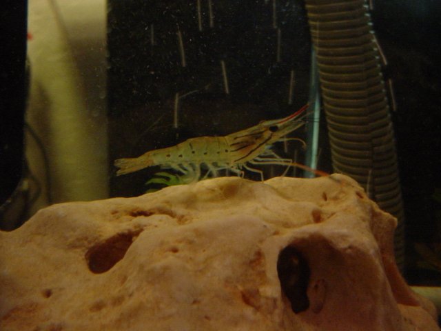 Shrimp shots 10 23 005.JPG