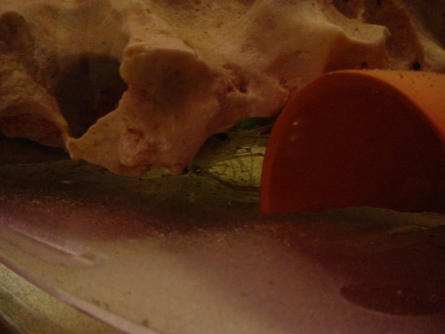 Shrimp shots 10 23 006.JPG