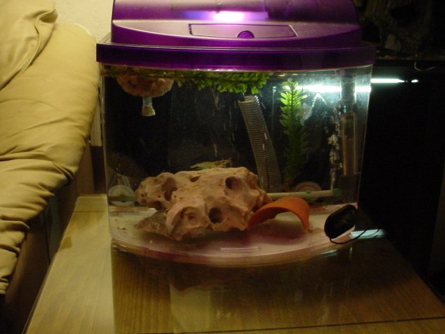 Shrimp 10 23 001.JPG