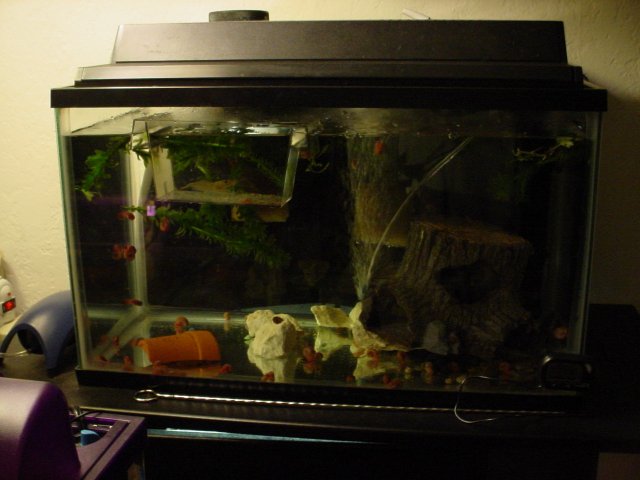 Shrimp 10 23 002.JPG