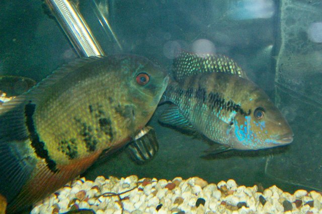 000_3490.jpg
