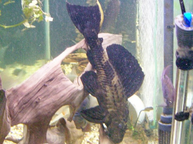 000_3506.jpg 000_3506.jpg