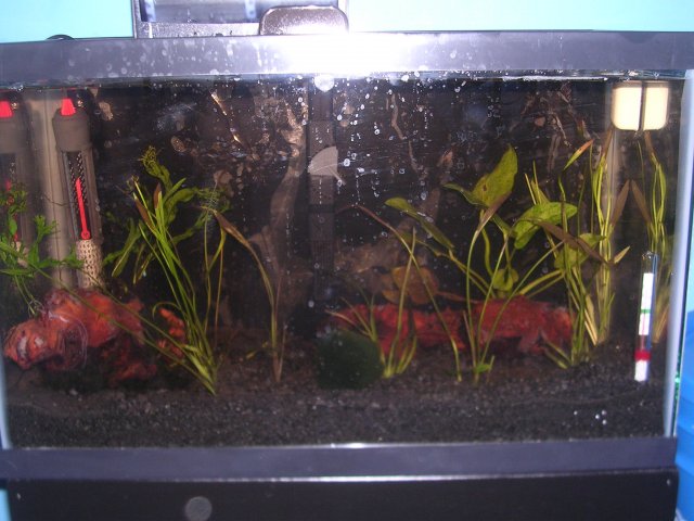 Planted 10 10-24-09 1.JPG