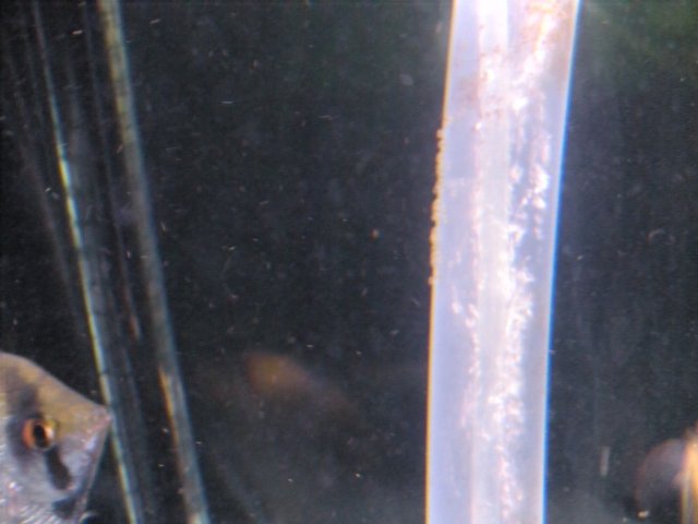 DSCN1513.JPG