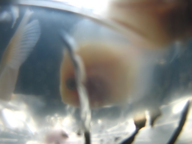 old old tank 990.jpg