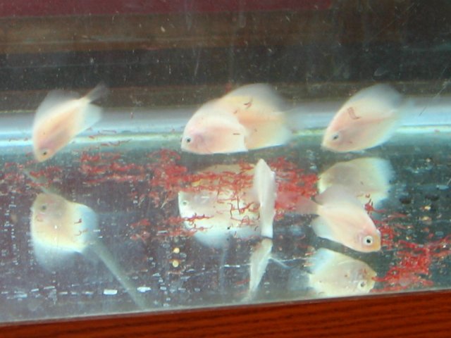 old old tank 995.jpg