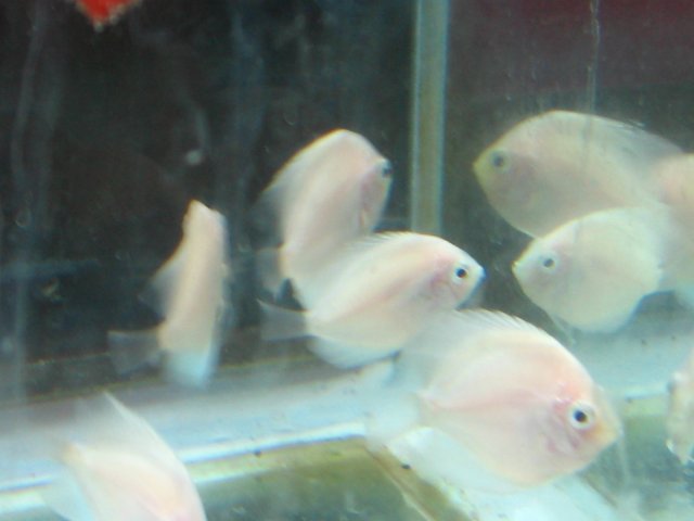 old old tank 1010.jpg