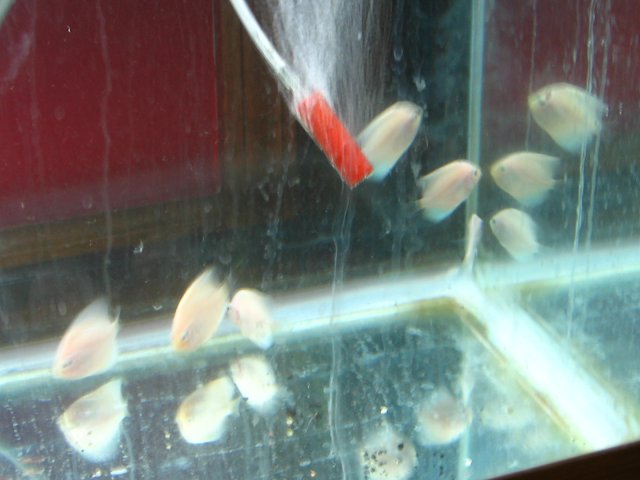 old old tank 1011.jpg