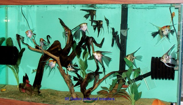 95 gal potentials 1.jpg