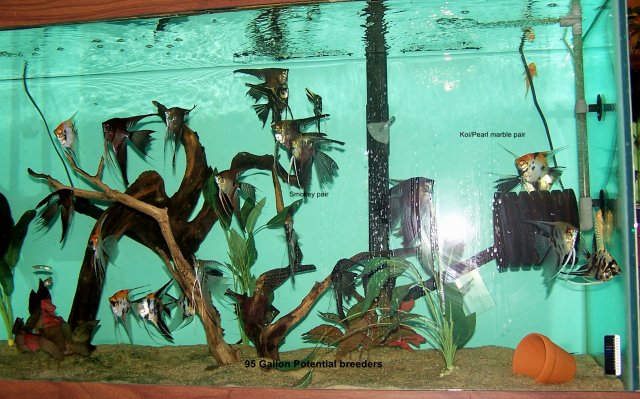 95 Gallon 2.jpg