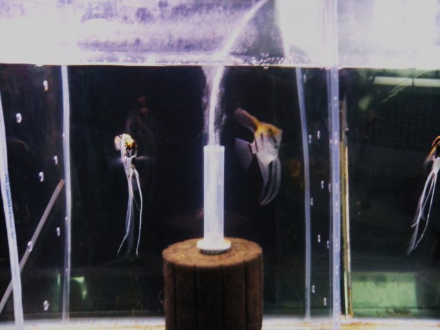DSCN1640.JPG
